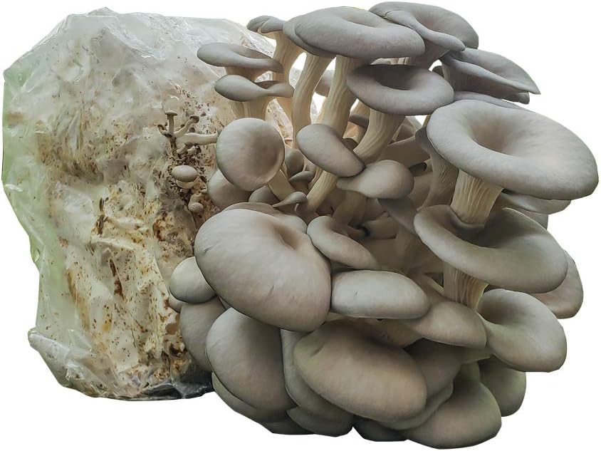 Detroit Mushroom Company Grow Your Own - Kit de Setas para Hongos ...