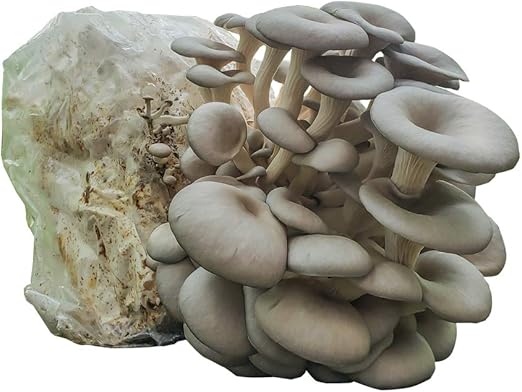 Detroit Mushroom Company Grow Your Own - Kit de Setas para Hongos ...