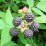 Black Raspberry Seeds (Rubus occidentalis) 100+ Non-GMO Organic Michigan Heirloom Seeds in FROZEN SEED CAPSULES for the Gardener & Rare Seeds Collector - Plant Seeds Now or Save Seeds for Years