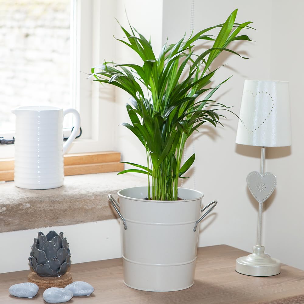 YouGarden Butterfly Palm Houseplant, Areca Palm Indoor Houseplant, Easy to Care for, Supplied as an Established Plant in 14cm Pot, Already 50-60cm Tall