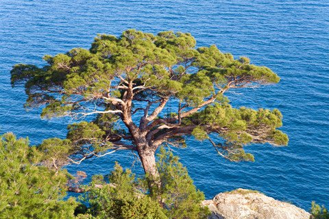 UTAH JUNIPER Tree Seeds Juniperus osteosperma 15 Seeds can be used as Bonsai