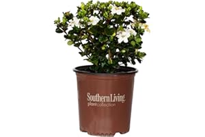 Diamond Spire Gardenia (2 Gallon) Blooming Upright Evergreen Shrub with Fragrant White Flowers - Full Sun to Part Shade Live Outdoor Plant - Southern Living Plant Collection