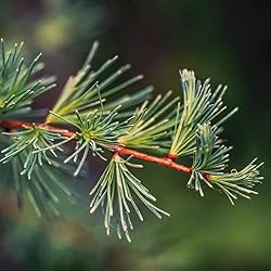 Aromatics International Premium Organic Larch