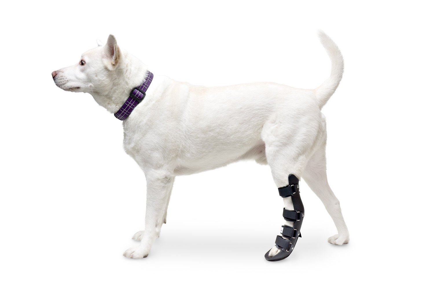 Walkin' Pet Splint for Dogs, Canine or Feline Front Leg XXSmall Amazon