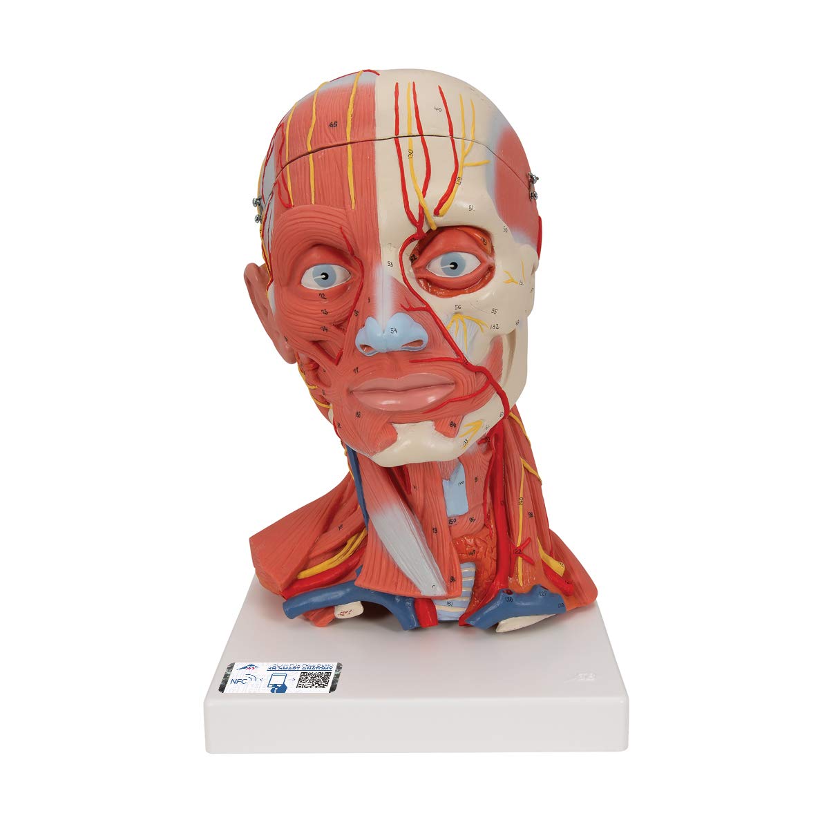 3B Scientific C05 Head and Neck Musculature, 5 Part + free anatomy software - 3B Smart Anatomy