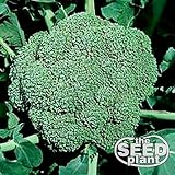 Waltham 29 Broccoli Seeds - 500 Seed Non-GMO