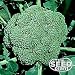 Waltham 29 Broccoli Seeds - 500 Seed Non-GMO