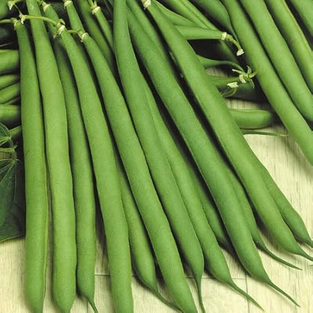 Creative Farmer High Yield Dwarf French Bean Vegetable Seeds