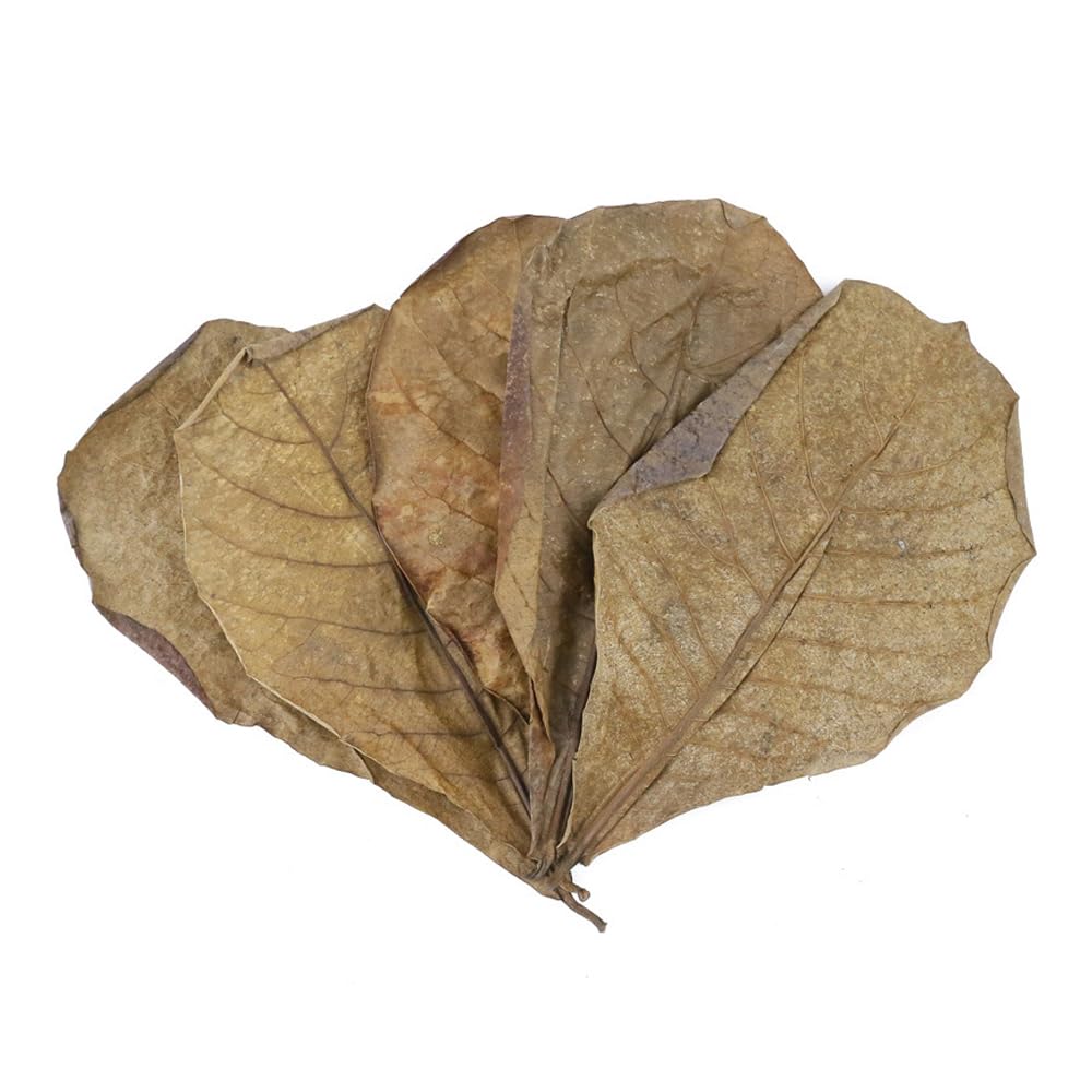 Ieron 30 pcs Large Olive Leaf for Fish Aquarium Tank, Water Conditioner Leaves for Shrimps, Betta, Aquarium Shrimp Tank Decorations Water Conditioner