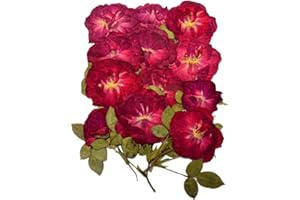 DoraMagic 12 Pcs Nauture Dried Pressed Rose, Real Dried Pressed Flowers for Resin Scrapbook Supplies Card Making Soap Candle DIY Art Crafts (Red)