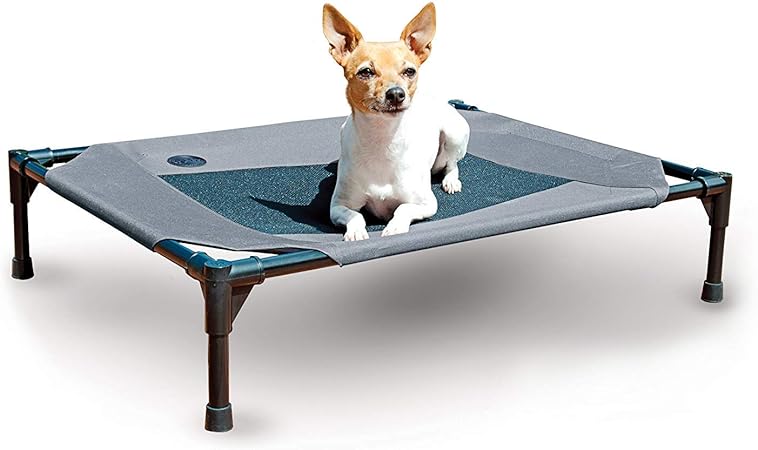 black goldfish price