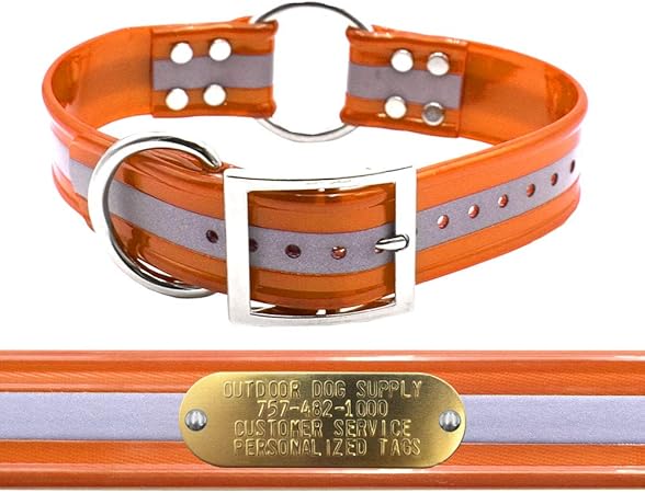 orange dog collar with nameplate