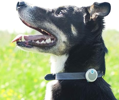Sureflap Sure Petcare Animo Traqueur Dactivitéscomportement Pour Chien Gris Clair