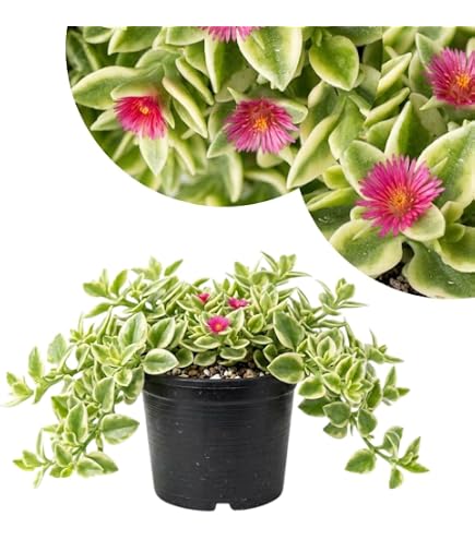 buy philodendron pink princess australia Philodendron 'Pink Princess'