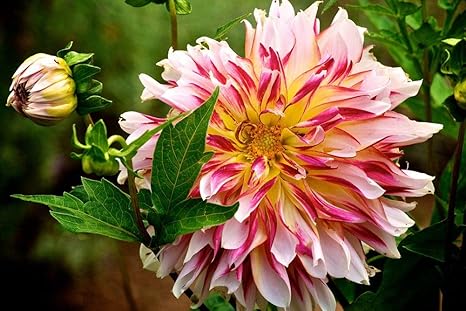 Amazon Co Jp ダリア壁紙 花の壁紙 キャンバス ステッカー 印刷 壁紙ポスター はがせるシール式 写真 特大 絵画 壁飾り105cmx70cm Home Kitchen