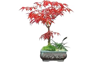 ANDAG Stunning Red Japanese Maple Tree Live Plant Bonsai for Desktop Home and Garden Yards Décor - 12" Tall