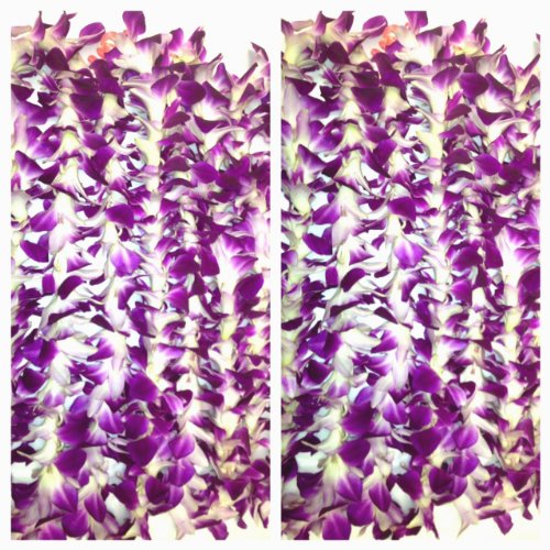 Fresh Hawaiian Flower Lei -Single Strand- Classic Purple Orchid Flowers- 10 Pack