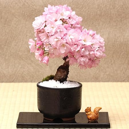 Jardín Jardinería Delaman Japonés Sakura Tree Seed Bonsai Patio Flor