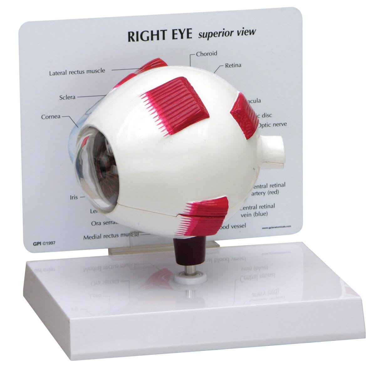 3B Scientific Full Eye Model