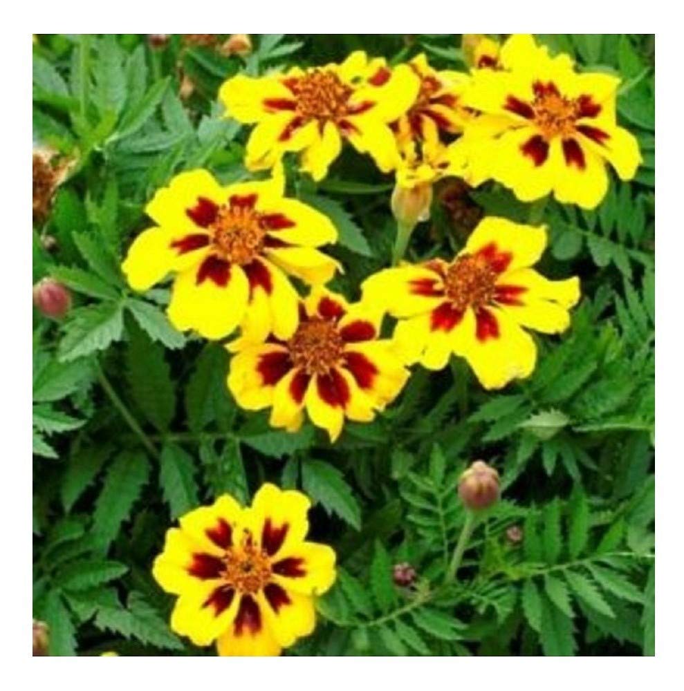 PREMIER SEEDS DIRECT - Marigold Dwarf French - Legion D’ONORE - 1000 Seeds