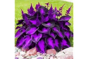 BUGGYBEDS Hosta Seeds for Shady Gardens 80PCS – Lush Green Leaves, Easy Care Perennial for Borders, Pots & Gifts