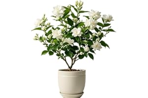ANDAG White Jasmine Live Plant (8-10 Inch Tall) - Fragrant Indoor/Outdoor Potted Starter, No Pot Included - Perfect for Home Decor, Garden & Container Gardening