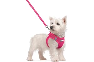 rabbitgoo Dog Harness Small Sized and Leash Set, Step in Soft Light Puppy Vest, Breathable Mesh Pet Harness, Reflective for Safe Easy Walking, Rose Red S