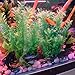 Smarlin Artificial Aquarium Plants, Plastic Fish Tank Plants Decor, 2 Pack, Non-Toxic & Safe for All Fishes (10 inches, Green)thumb 4