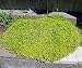 'Lime' Thyme Plant - Thymus - Lime Colored Leaves - Scent of Citrus - 3" Pot