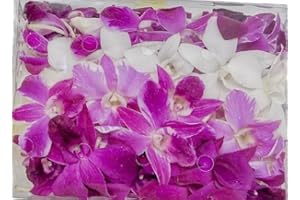 Fresh Dendrobium Orchid Blossoms, White and Purple Mixed, 50 Count, for Lei Making and Decoration