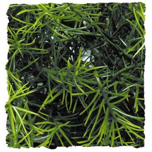 Zoo Med Laboratories SZMBU18 Natural Bushy Cashuarina, Small