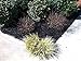 EnviroColor Black Mulch Dye | 32 oz Treats 2400 Ft² Mulch Dye Black, Black Mulch dye for Landscaping, Black Mulch Paint for Garden Beds, Wood Mulch Dye, Permanent Mulch Paint