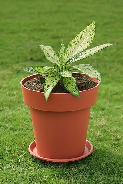 GARBNOIRE Gardening - Plastic Flower Pots with Bottom Tray(Plate) | Modern Decorative Indoor Outdoor Planters/Pots Teracotta Color - (5, 6 Inch)