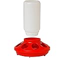 246 Little Giant Plastic Feeder Base Bundled with Little Giant Screw-On Poultry Jar Heavy Duty Translucent Plastic Container | Perfect for Chicks, Ducks, and Quail | 1L Chicken Feeder Set