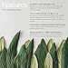[Forest Heal] Anti Aging Retinol Moisture Cream for Face and Dry Skin, Anti-Wrinkle Hydration with Vitamin C (100 ml/ 3.38 fl.oz.)