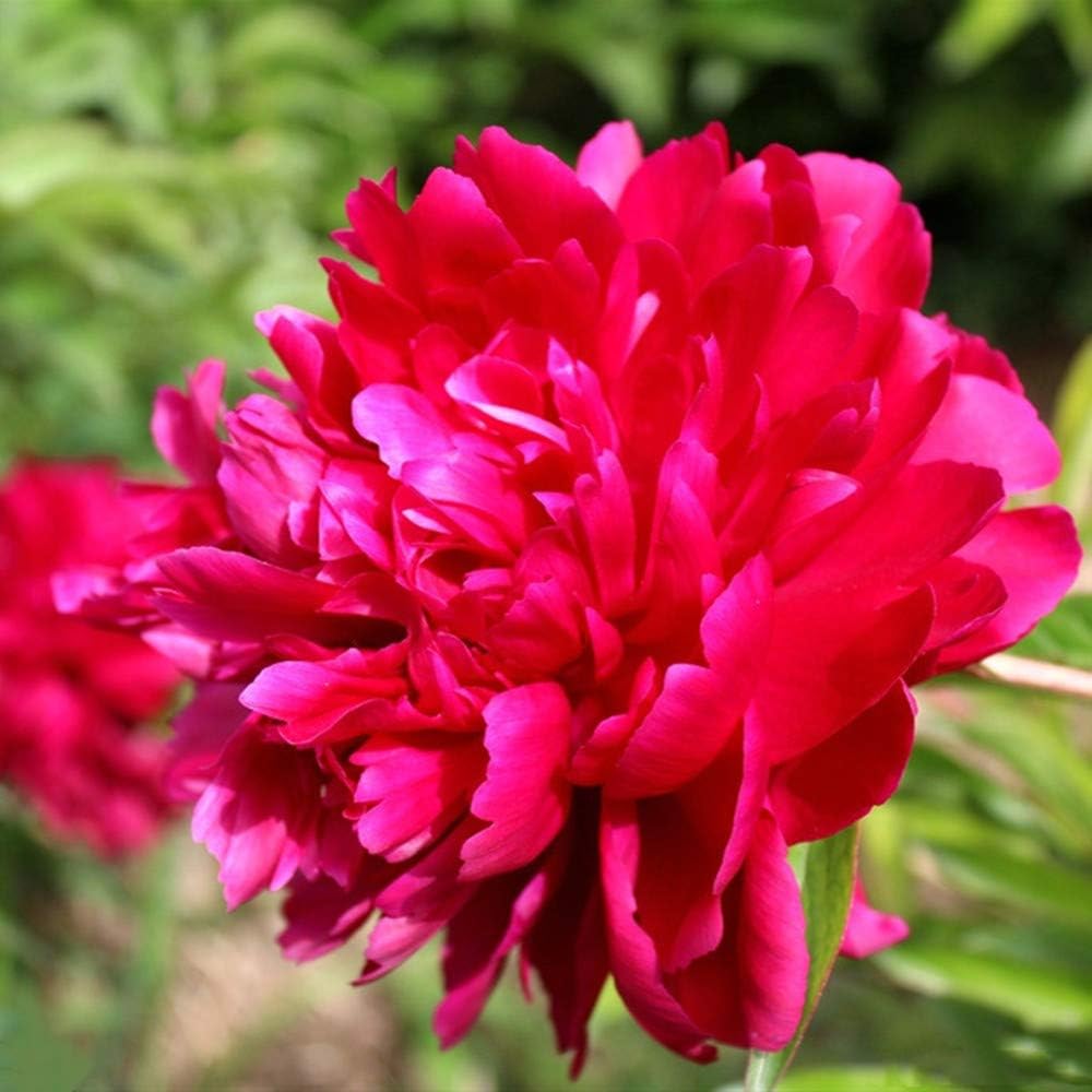 46 Eyes Peony Bare Root Freshly Dug Out Peony Roots for