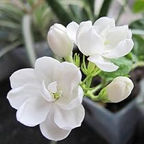 Jasmine♪❤️ 62659400011_enfr_front_centre_