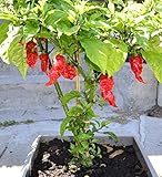 Ghost Pepper Seeds