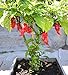 Ghost Pepper Seeds"Bhut Jolokia" by Pepper Joe's | Super Hot Pepper, Naga, Heirloom, Ghost Chile