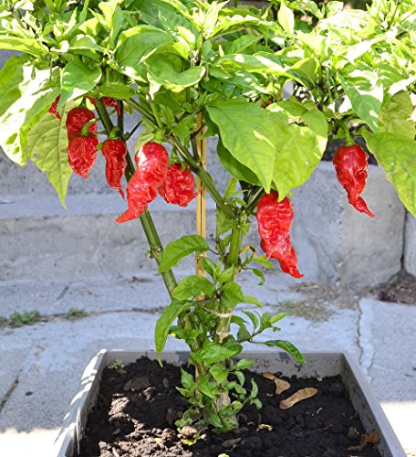 Ghost Pepper Seeds Ghost Pepper Seeds