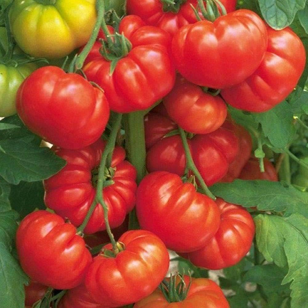 Red Beefsteak Heirloom Tomato 25 Séẹds Very Tasty All