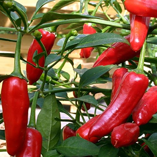 Chilli Growing Kit BigaMart