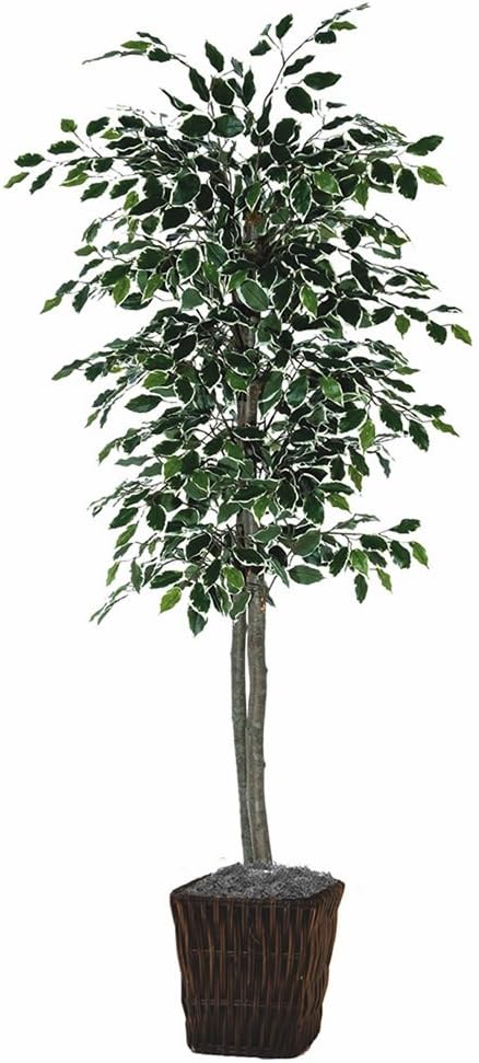 Vickerman Everyday 6' Artificial Variegated Ficus in a Square Willow Basket - Real Hardwood Trunks - Lifelike Home Office Decor - Faux Indoor Potted Tree
