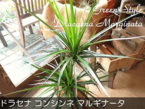 Amazon ドラセナ コンシンネ マルギナータ 真実の木 6号鉢サイズ 鉢植え 観葉植物 オンライン通販