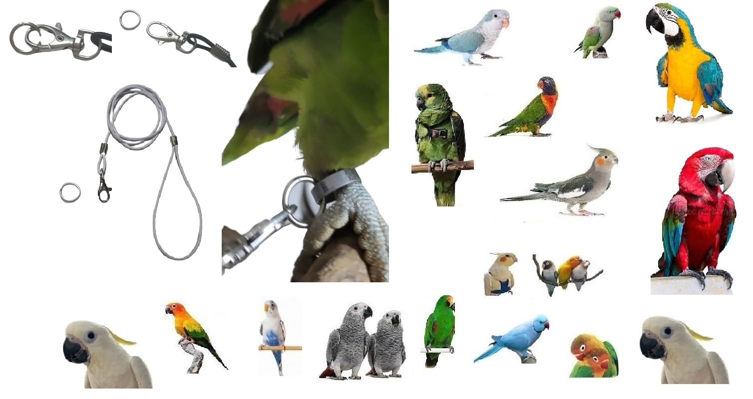 Elastic Cord 3 mm x 1 Metre with Carabiner and Ring to Insert to the Ring of Your Parrot Paw to Carry Around (White)