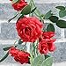 AmyHomie 3 Pack Artificial Rose Garlands,Silk Fake Rose Vine Flowers Plants for Home Hotel Office Wedding Party Garden Craft Art Decor(Big Flowers) (red)
