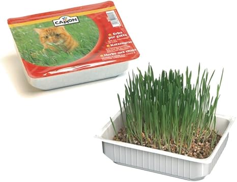 Camon Barquette Herbe A Chat Amazon Fr Animalerie