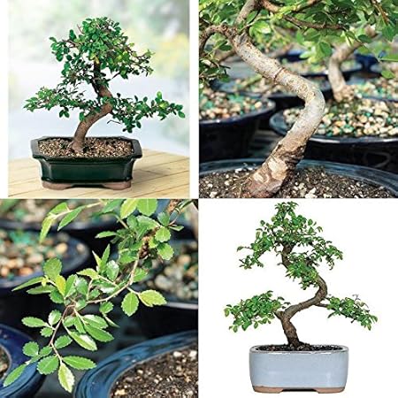 Brussel Chinesische Ulme Bonsai Live Baum Pflanze 5 Jahre Alt Outdoor Interieur Amazon De Garten