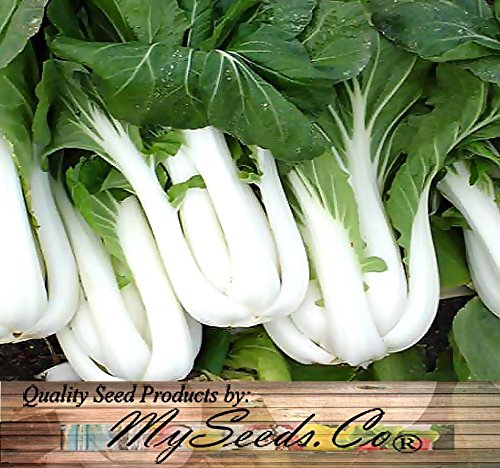 BIG PACK - (5,000) Chinese PAK CHOI Pak Choy Cabbage seeds - Mildly pungent and hardy in cool weather - Non-GMO Seeds by MySeeds.Co (BIG PACK - Pak Choy) - Thumbnail 3