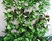 Meiliy 8 Ft Artificial Greenery Chain Grape Ivy Leaves + Artificial Grapes Vine Foliage Simulation Flowers Plants for Home Room Garden Wedding Garland Outside Decoration